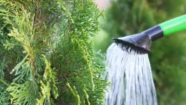 Jonge Thuja Boom Gedrenkt Uit Een Gieter Van Dichtbij Bekeken — Stockvideo