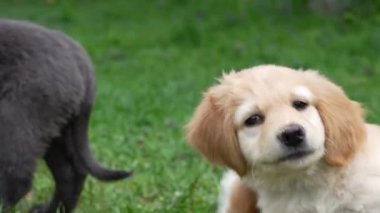 Funny puppies playing in garden in sunny day. hovawart puppies playing on grass.