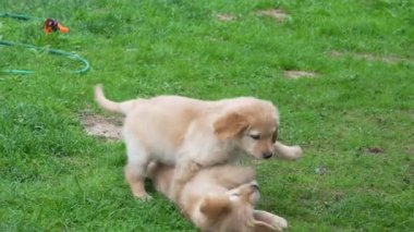 Funny puppies playing in garden in sunny day. hovawart puppies playing on grass.