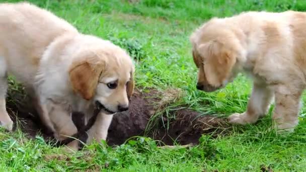 Funny Puppies Playing Garden Sunny Day Hovawart Puppies Playing Grass — Stock Video