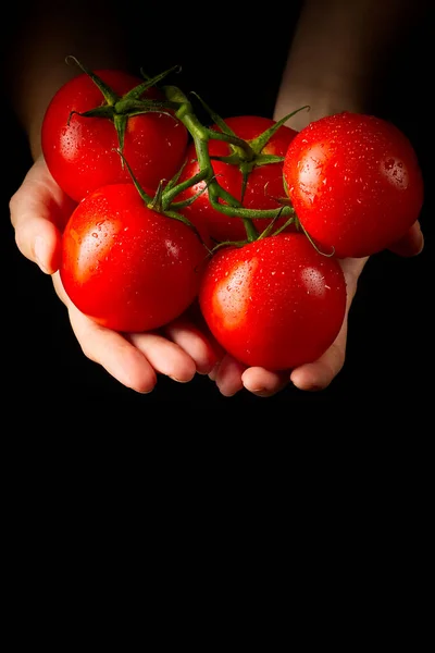 Women Holding Fresh Tomatoes Food Vegetables Agriculture Isolated Black Background — Stockfoto