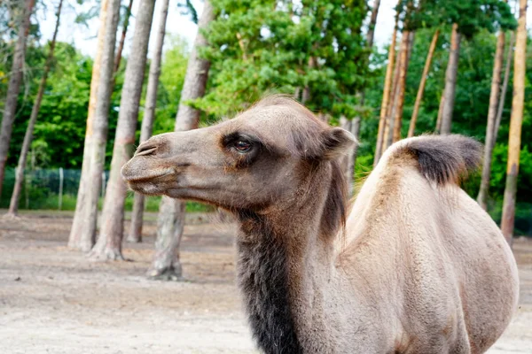 Camel Portrait Arabian Camel Face Close — Stockfoto