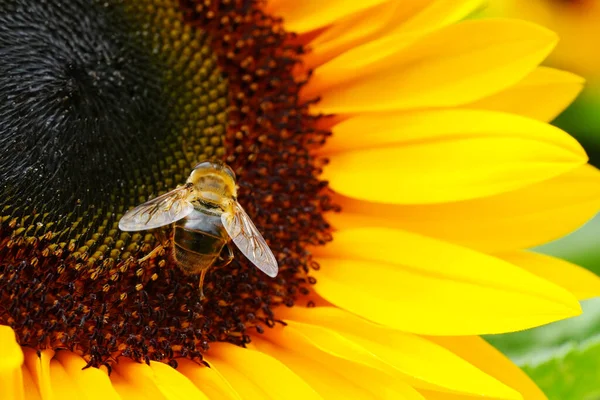 Sunflowers Close Black Yellow Striped Bee Honey Bee Pollinating Sunflowers — Photo
