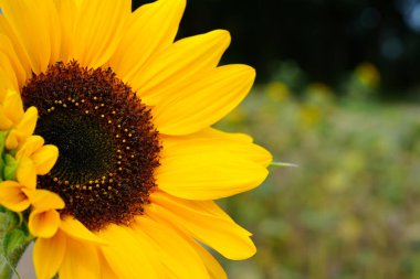 sunflowers close up. Black and yellow striped bee, honey bee, pollinating sunflowers close up. A bumblebee pollinating on a yellow sunflower close-up.