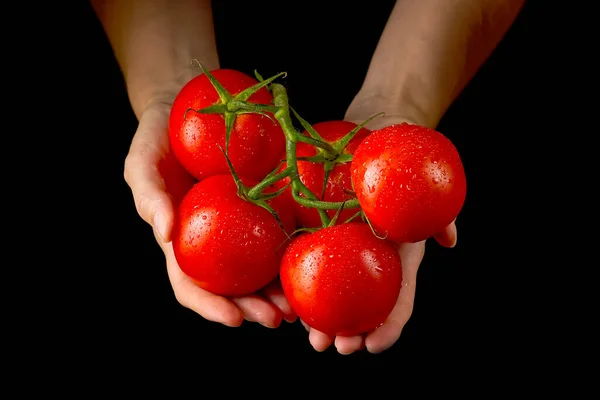 Women Holding Fresh Tomatoes Food Vegetables Agriculture Isolated Black Background — Stockfoto