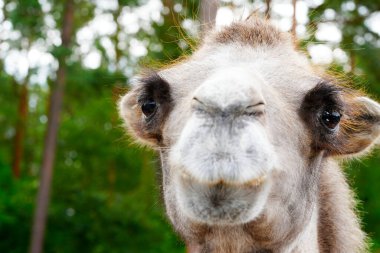 camel portrait. Arabian Camel Face Close-up.