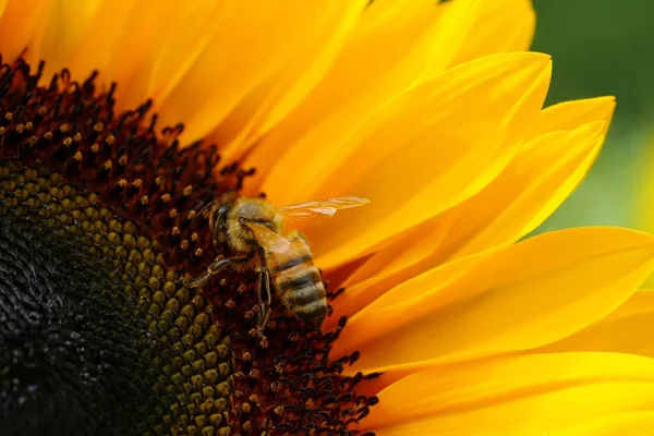 Sunflowers Close Black Yellow Striped Bee Honey Bee Pollinating Sunflowers — Photo