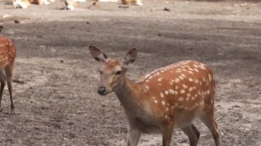 Spotted deer on green field. The chital or cheetal, also known as spotted deer or axis deer. White-tailed spotted baby deer eating grass on an open field
