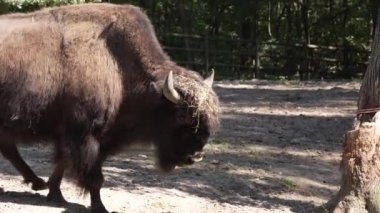 bison resting in the shade. A huge bison resting on a shade under a tree