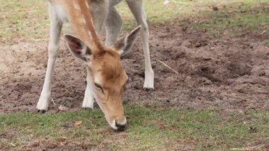 Spotted deer on green field. The chital or cheetal, also known as spotted deer or axis deer. White-tailed spotted baby deer eating grass on an open field