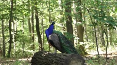 A Peacock walks across the forest in sunny summer day. Close up of peacock walking in a forest.