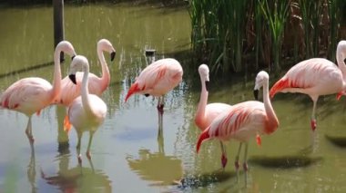Closeup of a group of Flamingos in lake. Phoeniconalas minor. Pink Flamingo walking next to the Water Edge.