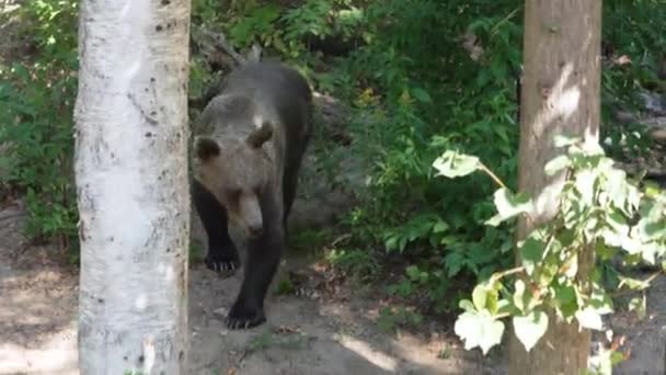 Brown Bear Walking Free Summer Forest Adult Brown Bear Free — Vídeos de Stock