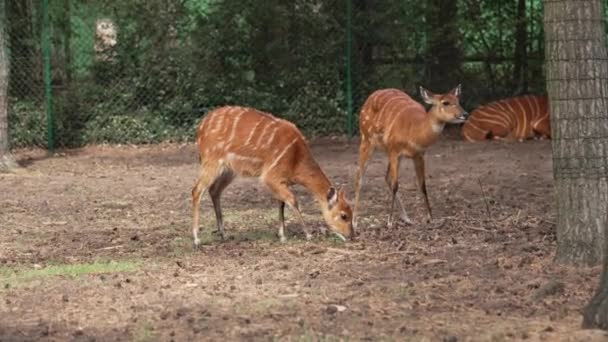 Spotted Deer Green Field Chital Cheetal Also Known Spotted Deer — 비디오