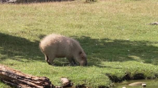 Capybara Eating Grass Sunny Summer Day Capybara Largest Living Rodent — Stock Video