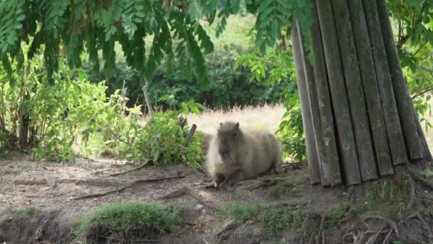 Capybara Sleeping Tree Hot Summer Day Cute Capybara Napping Grass — Vídeo de stock