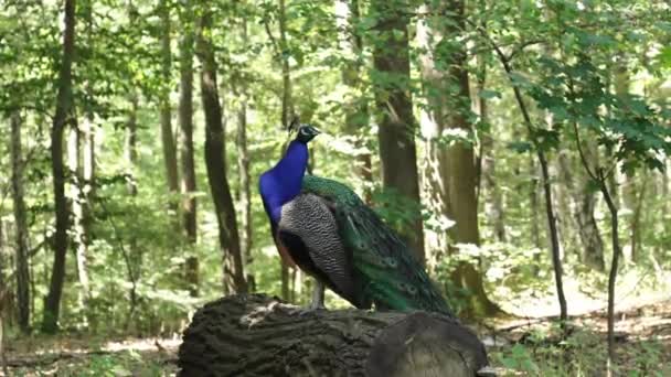 Peacock Walks Forest Sunny Summer Day Close Peacock Walking Forest — Video Stock