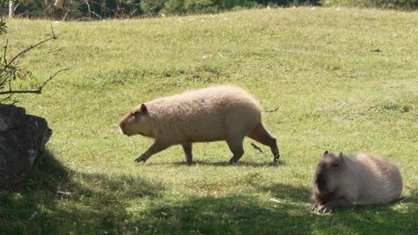 Capybara Eating Grass Sunny Summer Day Capybara Largest Living Rodent — Stock video