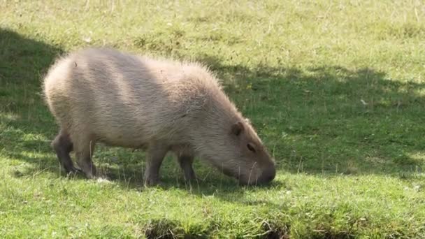 Capybara Eating Grass Sunny Summer Day Capybara Largest Living Rodent — Vídeo de stock