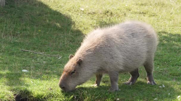 Capybara Eating Grass Sunny Summer Day Capybara Largest Living Rodent — Video