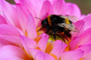 bumblebee in dahlia flower. Beautiful chrysanthemum close-up, rhythm and texture of delicate petals. macro photography