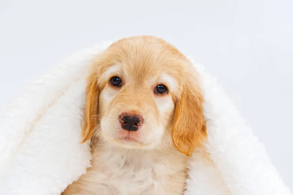 Cute Golden puppy on white background. Hovawars breed. cute young puppy. purebred puppies. Funny head shot of cute golden puppy. Looking curious towards camera. banner
