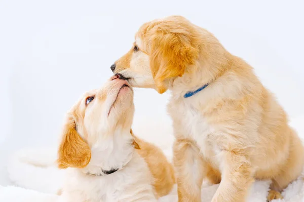 couple of cute puppies play with each other. Hovawart breed. cute and funny young puppy. hovawart and golden retriever puppy