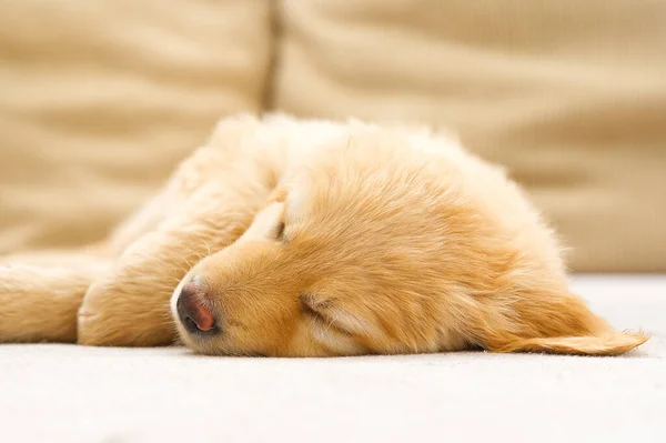 cute sleepy young puppy. Golden puppy on white background. Hovawars breed. sweet dream, dreaming dog