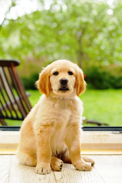 Cute Golden puppy on white background. Hovawars breed. cute young puppy. purebred puppies. Funny head shot of cute golden puppy. Looking curious towards camera. banner