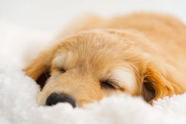 cute sleepy young puppy. Golden puppy on white background. Hovawars breed. sweet dream, dreaming dog