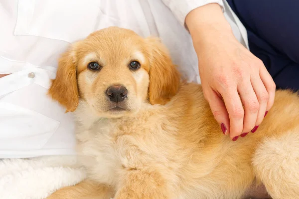 Cute Golden puppy on white background. Hovawars breed. cute young puppy. purebred puppies. Funny head shot of cute golden puppy. Looking curious towards camera. banner