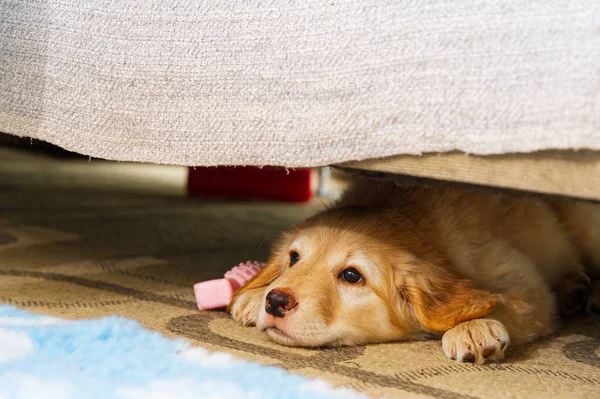 cute sleepy young puppy. Golden puppy on white background. Hovawars breed. sweet dream, dreaming dog