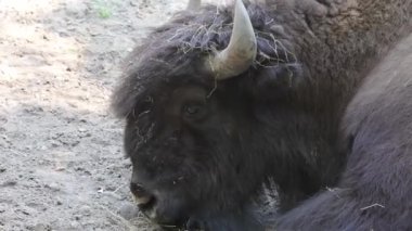 bison resting in the shade. A huge bison resting on a shade under a tree