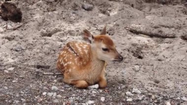 Spotted deer on green field. The chital or cheetal, also known as spotted deer or axis deer. White-tailed spotted baby deer eating grass on an open field