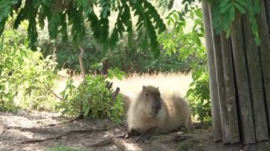 Capybara sleeping under tree in hot summer day. Cute capybara, napping on the grass. A capybara in profile resting on grass under tree
