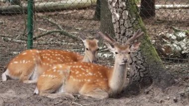 Spotted deer on green field. The chital or cheetal, also known as spotted deer or axis deer. White-tailed spotted baby deer eating grass on an open field