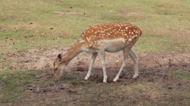 Spotted deer on green field. The chital or cheetal, also known as spotted deer or axis deer. White-tailed spotted baby deer eating grass on an open field