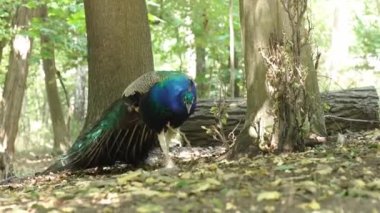 A Peacock walks across the forest in sunny summer day. Close up of peacock walking in a forest.