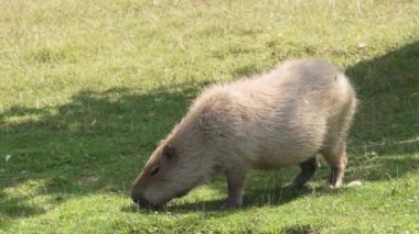 Capybara eating grass at sunny summer day. The capybara is the largest living rodent in the world. Hydrochoerus hydrochaeris. Capybara grazed on a green lawn