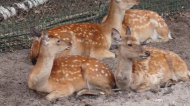 Spotted deer on green field. The chital or cheetal, also known as spotted deer or axis deer. White-tailed spotted baby deer eating grass on an open field