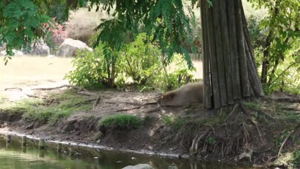 Capybara Sleeping Tree Hot Summer Day Cute Capybara Napping Grass — Stock video