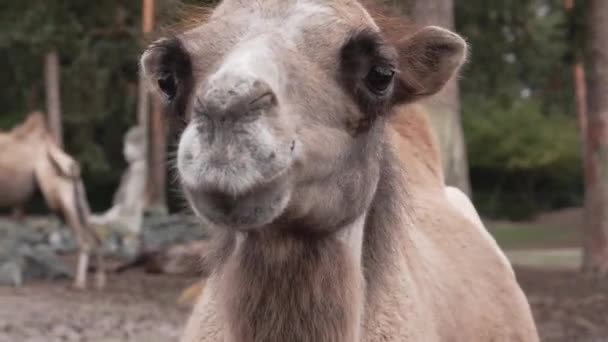 Camel Portrait Arabian Camel Face Close — Stockvideo