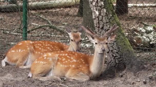 Spotted Deer Green Field Chital Cheetal Also Known Spotted Deer — Stockvideo