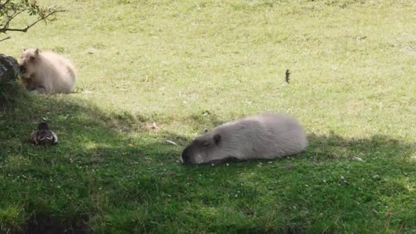 Capybara Sleeping Tree Hot Summer Day Cute Capybara Napping Grass — Wideo stockowe