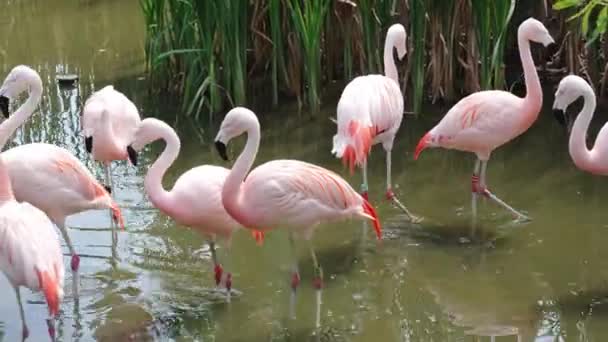 Closeup Group Flamingos Lake Phoeniconalas Minor Pink Flamingo Walking Next — Vídeos de Stock