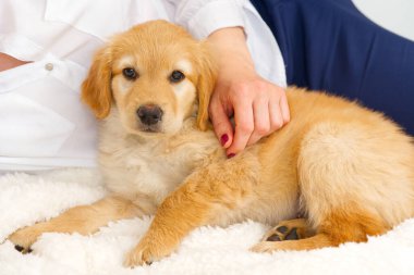 Cute Blond puppy lying on white blanket. Cute golden Hovawart puppy. This is a breed of Hovawart bred in Germany as a watch dog. young puppy.