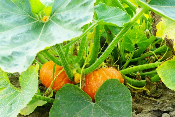 Orange pumpkins growing in the garden. Autumn. Growing pumpkins in the garden in the garden.