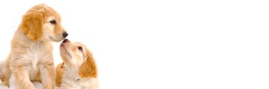 couple of cute puppies play with each other. Hovawart breed. cute and funny young puppy. hovawart and golden retriever puppy