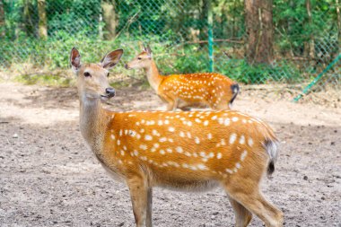 Spotted deer on green field. The chital or cheetal, also known as spotted deer or axis deer. White-tailed spotted baby deer eating grass on an open field