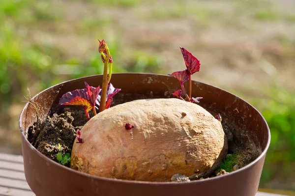 sweet potato sprouts. Delicate sprouts of sweet potato close-up. Sweet potato growing in the pot with new shoots and lush leaves indoor.